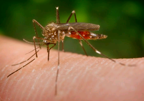 Zika virus. Quali sono i pericoli?
