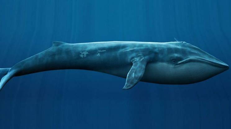 Blue Whale. In Russia è reato