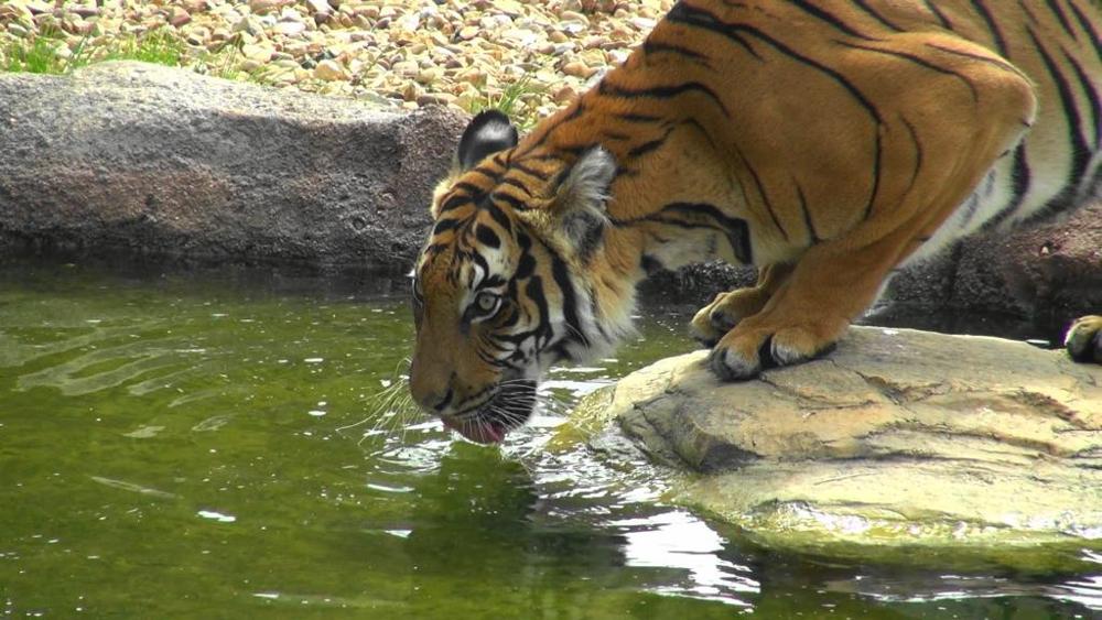 GB,  tigre sbrana custode di uno zoo